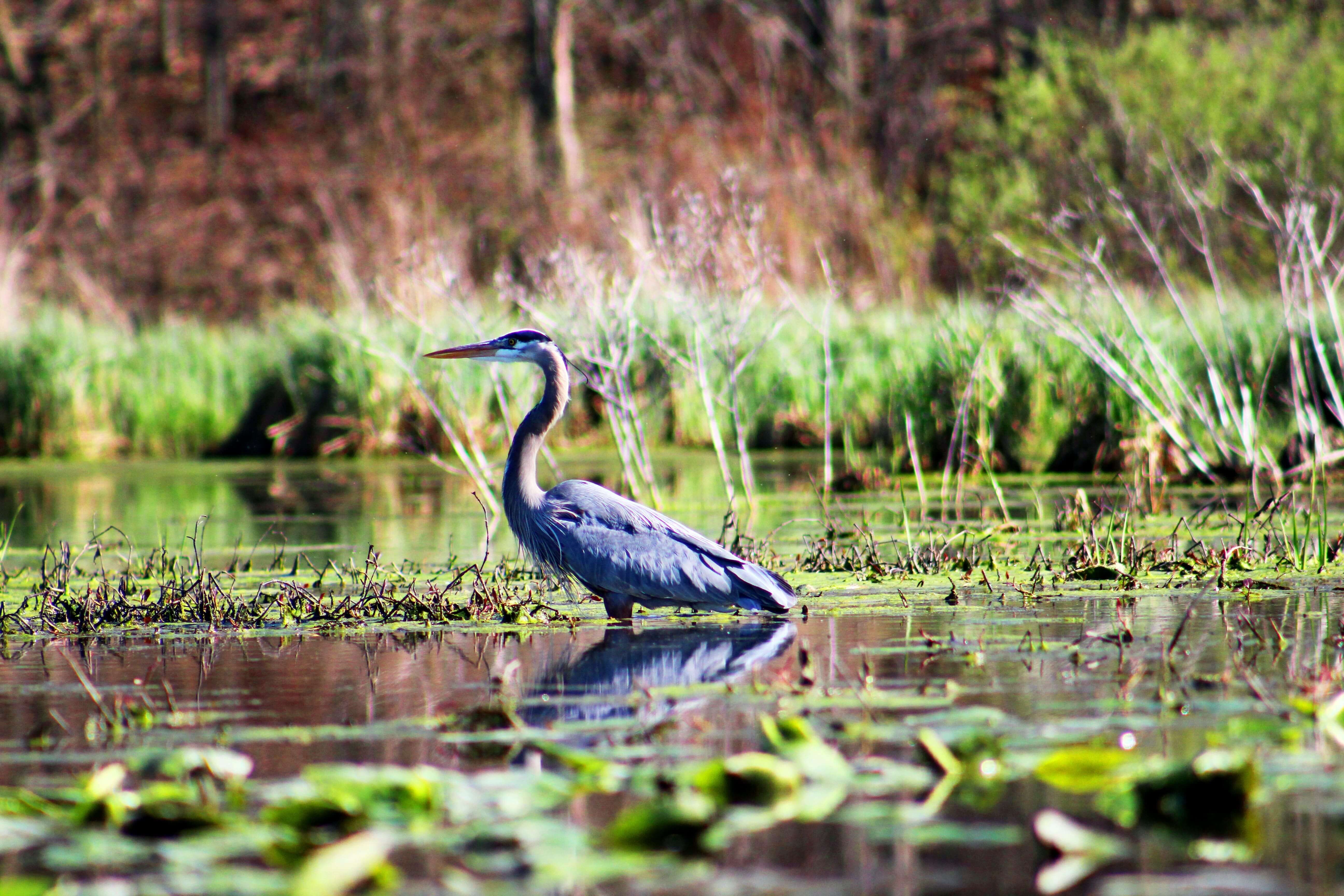 Waterloo State Recreation Area